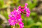 Falkland Islands, West Point Island. Close-up of bee on flowers. Art Print